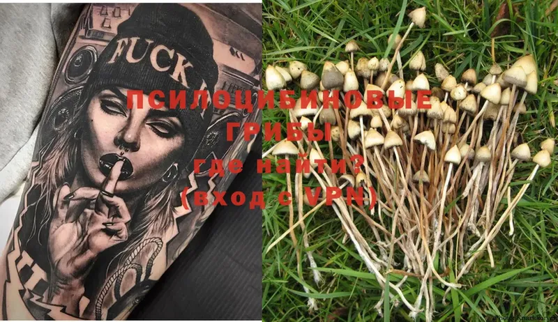 цены   Великие Луки  Псилоцибиновые грибы Psilocybe 